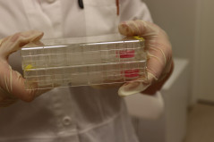 24-jamkové kultivačné platničky po izolácii putujúce do inkubátora pre bunkové kultúry