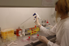 Príprava na pasážovanie kmeňových buniek pri dosiahnutí konfluencie (porastenie buniek / monolayer) 80-90 % na celkovej ploche kultivačnej nádoby (T75)